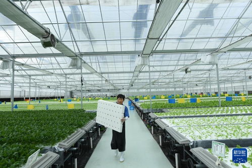 大山里的植物工厂 生物制品技术开发的新篇章